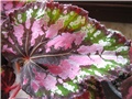 begonia rex